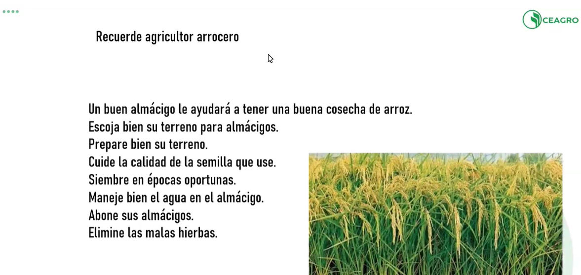 MANEJO INTEGRAL DEL ARROZ